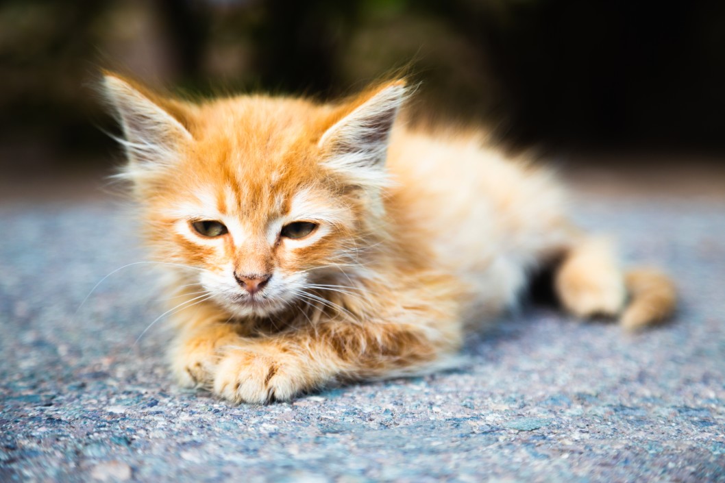 Mengenal Penyakit Feline Panleukopenia Virus (FPV) Pada Kucing - GROOVY