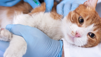 GROOVY VETCARE CLINIC - Trusted Vet Clinic in Jakarta